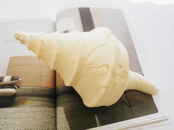 Giant Creamy Beige Trumpet Triton Shell